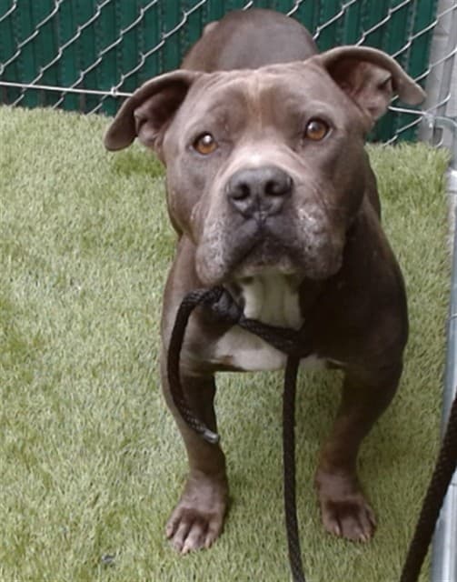 Earl Grey, a Pit Bull Terrier, available for adoption