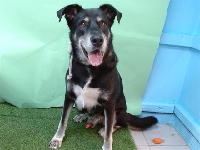 Quicksilver, a German Shepherd, available for adoption