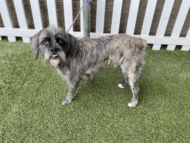 Socrates, a Border Terrier, available for adoption