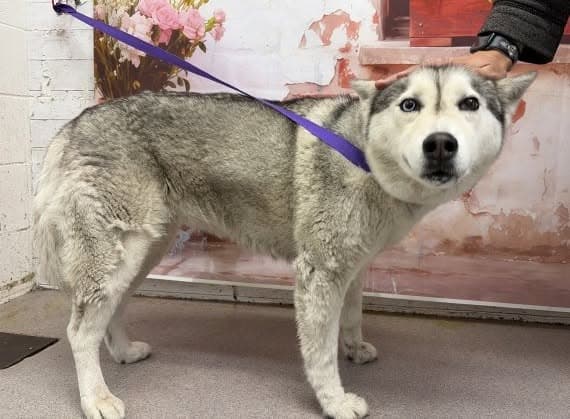 Shelly, a Siberian Husky, available for adoption
