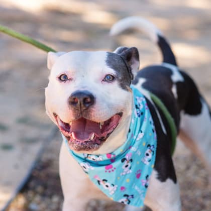 Moose, a Pit Bull Terrier, available for adoption