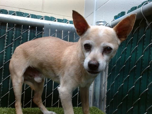 Reginold, a Chihuahua, available for adoption