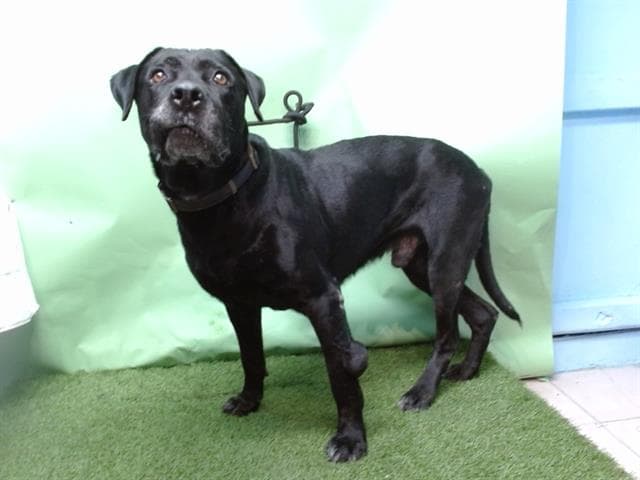 Pantera, a Labrador Retriever, available for adoption