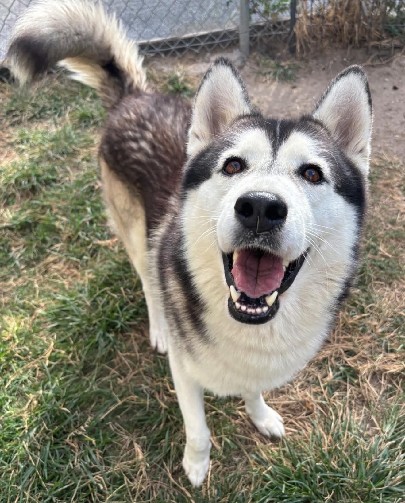 Kingston, a Husky, available for adoption