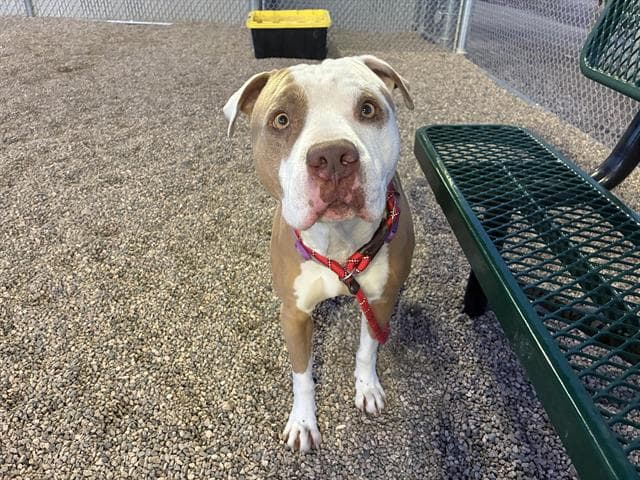 Mr Pibb, a Pit Bull Terrier, available for adoption