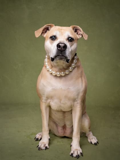 Ahri, a Terrier, available for adoption
