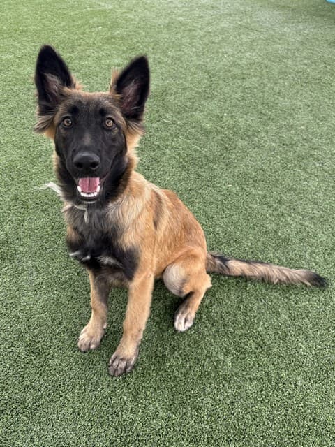 Cordelia, a German Shepherd, available for adoption
