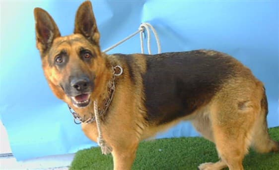 Sheba, a German Shepherd, available for adoption