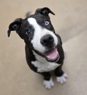 Jack, a Catahoula Leopard Dog (mix breed), available for adoption