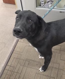 Mr Fantastic, a Labrador Retriever (mix breed), available for adoption