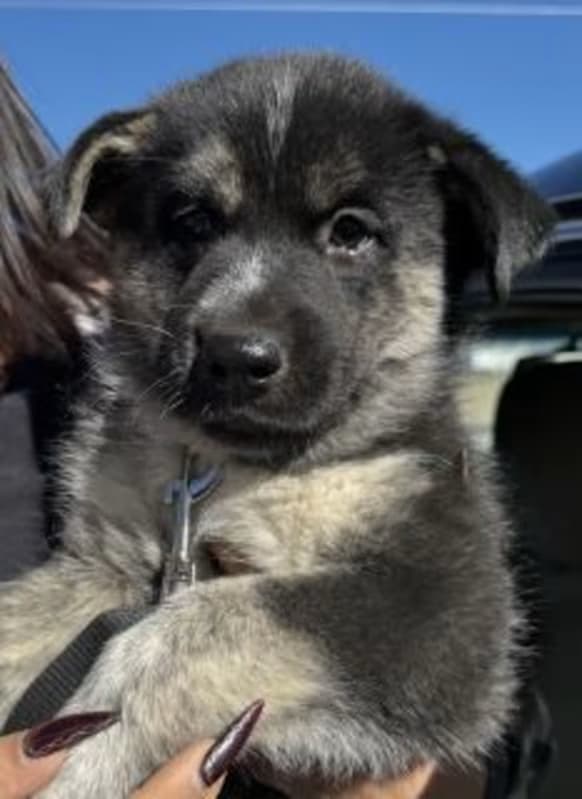 Billy Loomis, a Husky, available for adoption