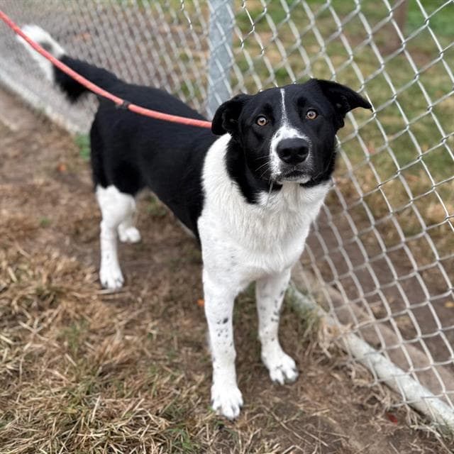 Gatsby, a Border Collie, available for adoption