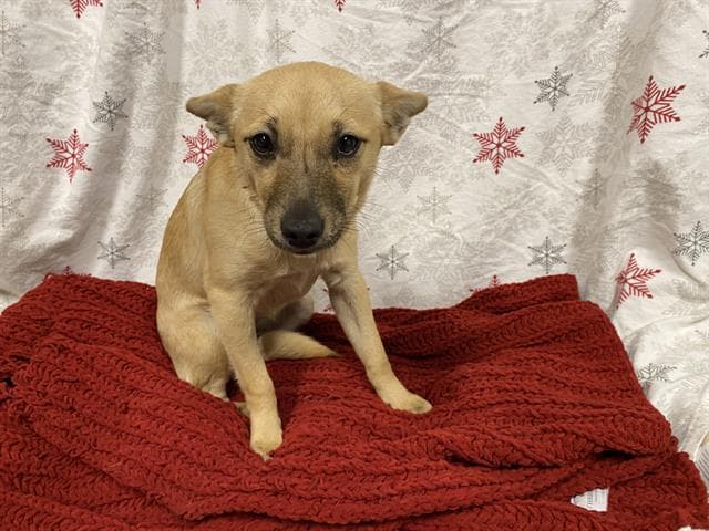 Pippin, a Chihuahua, available for adoption