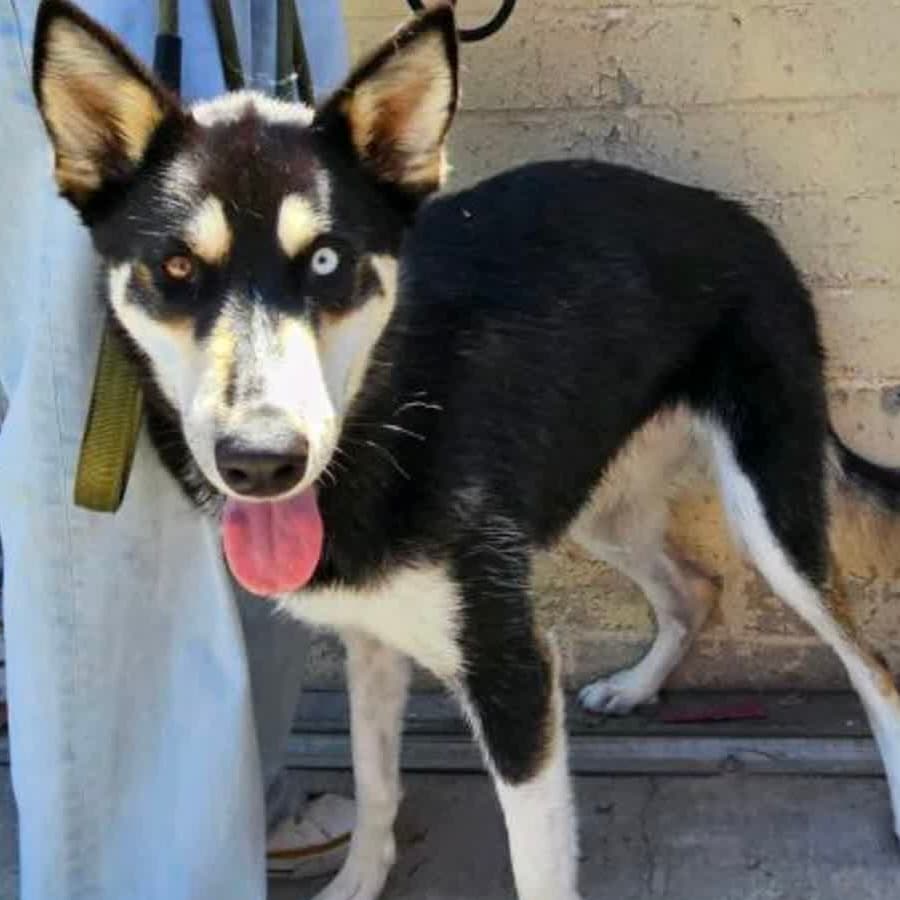 Happy, a Siberian Husky, available for adoption