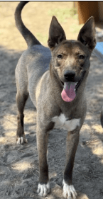 Paulina, a Dutch Shepherd (mix breed), available for adoption