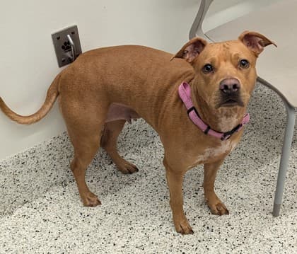 Cinnamon, a Terrier, available for adoption