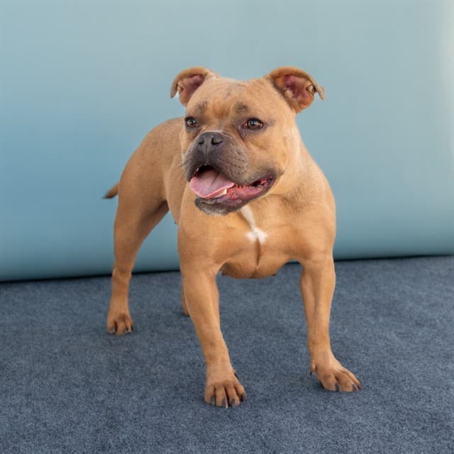 Chalupa, a American Bulldog, available for adoption