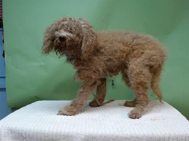Yankee, a Poodle, available for adoption