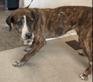 Ava, a Labrador Retriever (mix breed), available for adoption