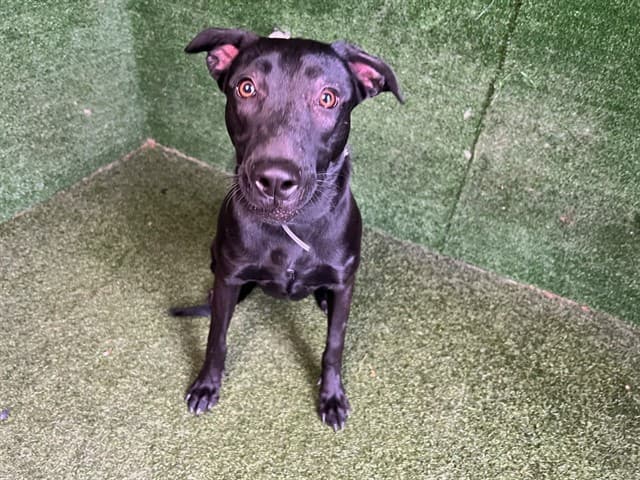 Luna, a Labrador Retriever, available for adoption