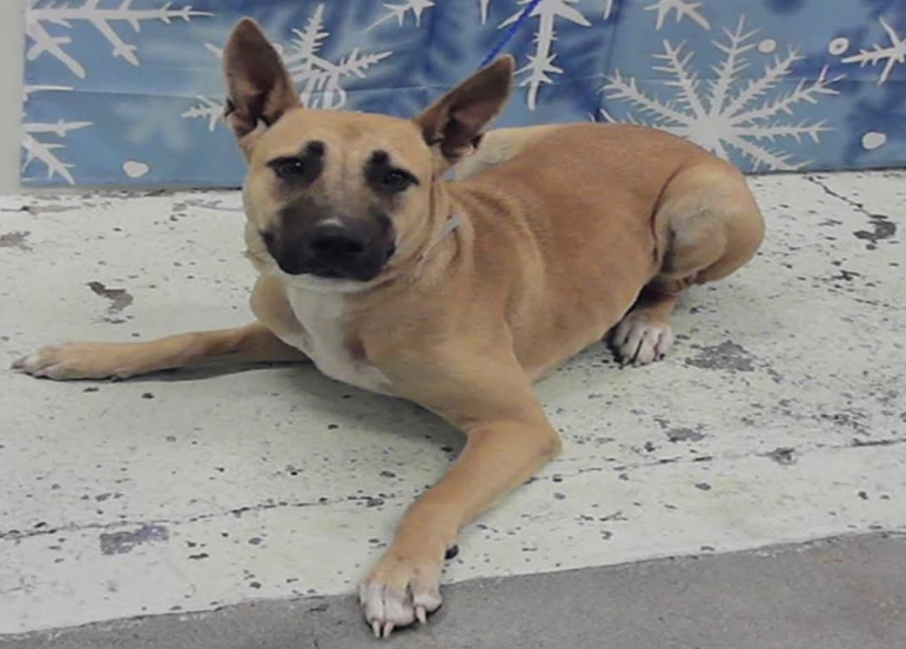 Pixie, a Belgian Shepherd Malinois, available for adoption