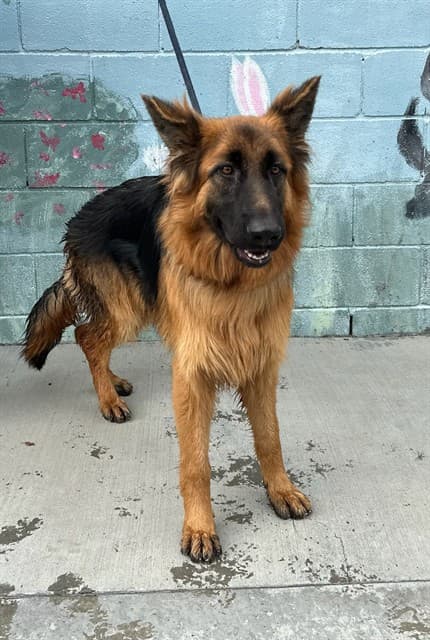 Liz, a German Shepherd, available for adoption