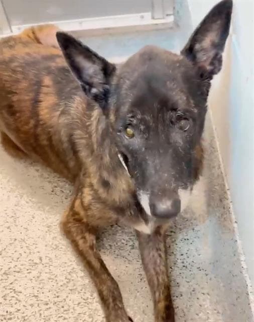 Cookie, a Dutch Shepherd, available for adoption