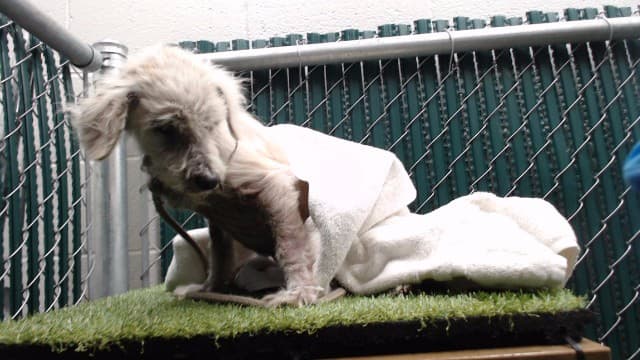 Meredith, a Terrier, available for adoption