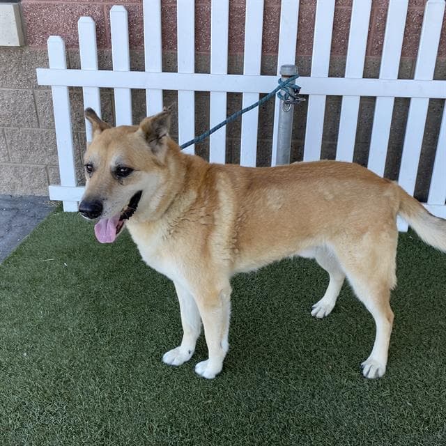 Lucas, a German Shepherd, available for adoption