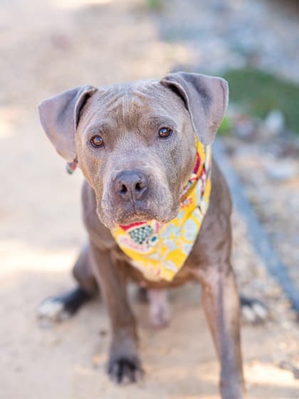 Swift, a Pit Bull Terrier, available for adoption