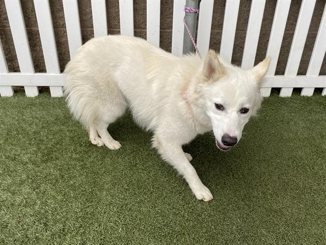 May, a American Eskimo, available for adoption