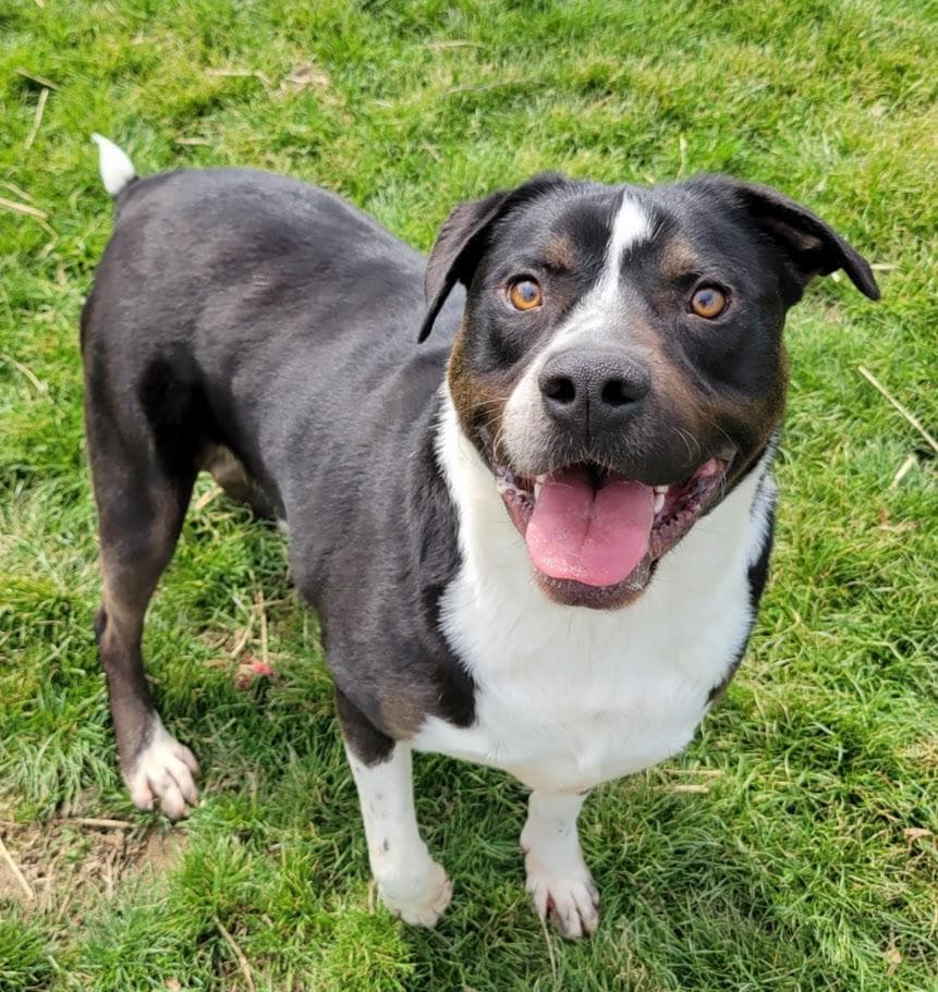 Flint, a Pit Bull Terrier (mix breed), available for adoption