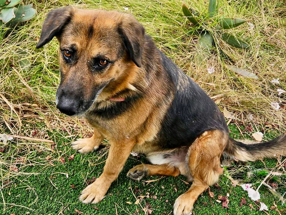 Eldrich, a German Shepherd, available for adoption