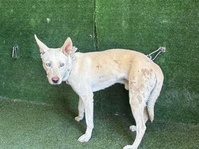 Cooper, a German Shepherd, available for adoption
