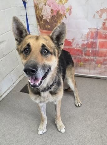 Rocky, a German Shepherd, available for adoption