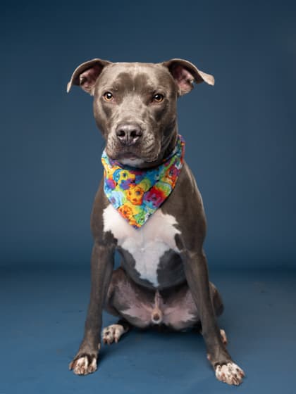 Willie, a Terrier, available for adoption