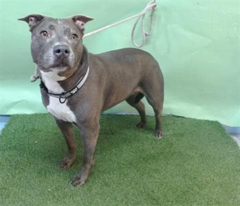 Crème Brule, a Pit Bull Terrier, available for adoption