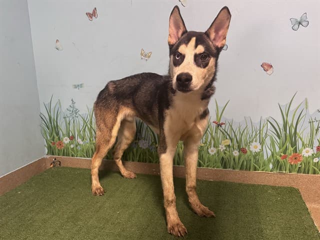 Luke, a Siberian Husky, available for adoption