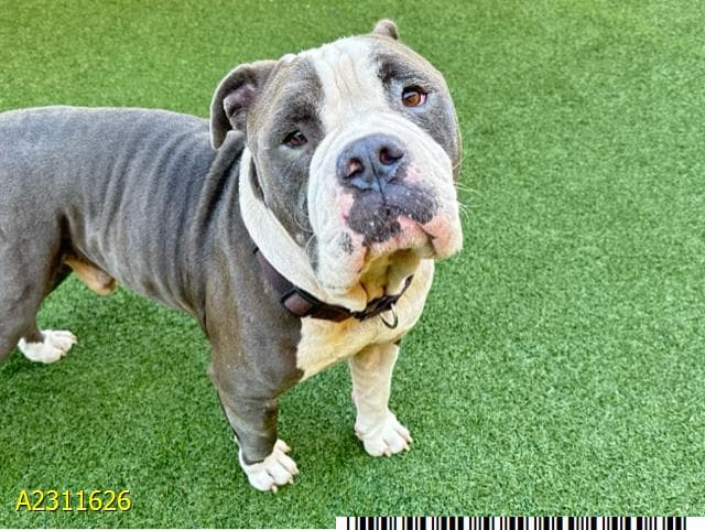 Nunu, a American Bulldog, available for adoption