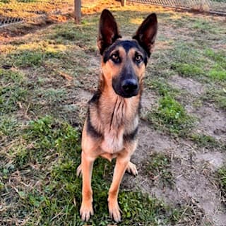 Cooper, a German Shepherd, available for adoption