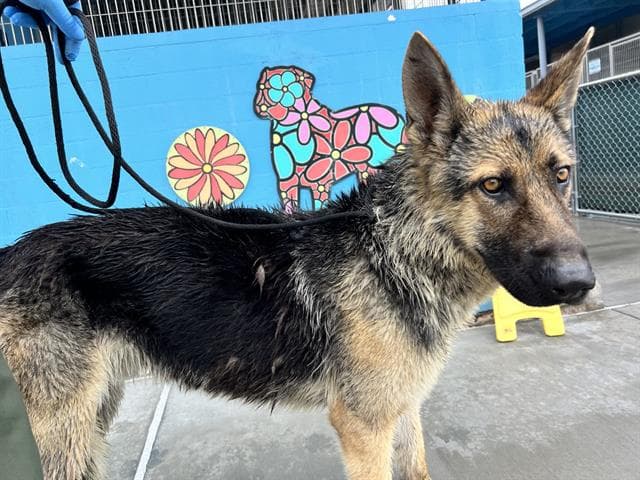 Billy The Kid, a German Shepherd, available for adoption