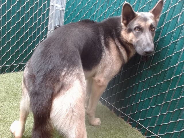Bruno, a German Shepherd, available for adoption