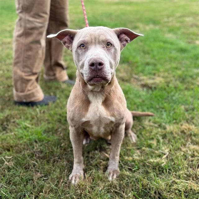 Sula, a Pit Bull Terrier, available for adoption
