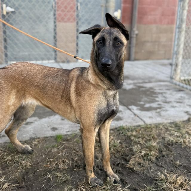 Rosie, a Belgian Shepherd Malinois, available for adoption