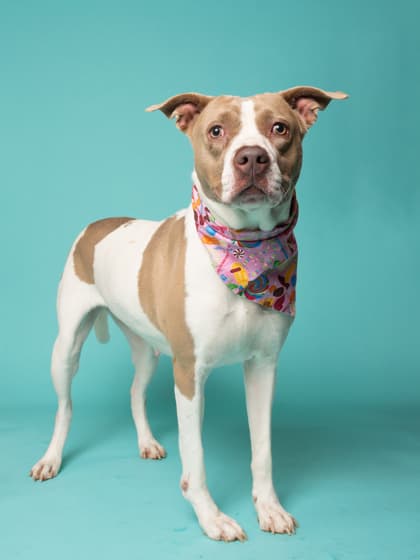 Bashful7, a Terrier, available for adoption