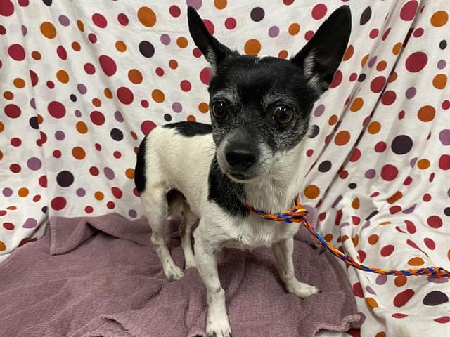 Puzzle, a Chihuahua, available for adoption