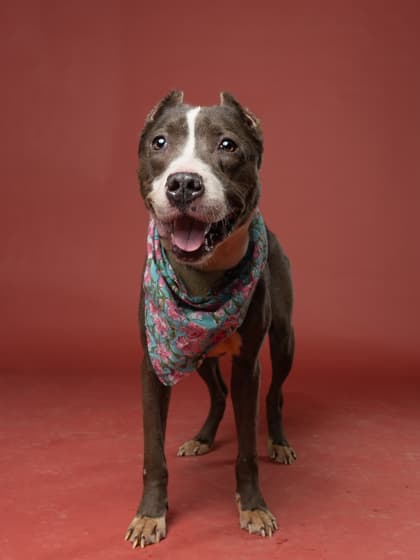 Nanny Mae8, a Terrier, available for adoption
