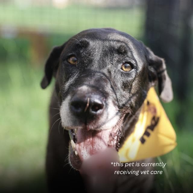 Lila, a Labrador Retriever, available for adoption