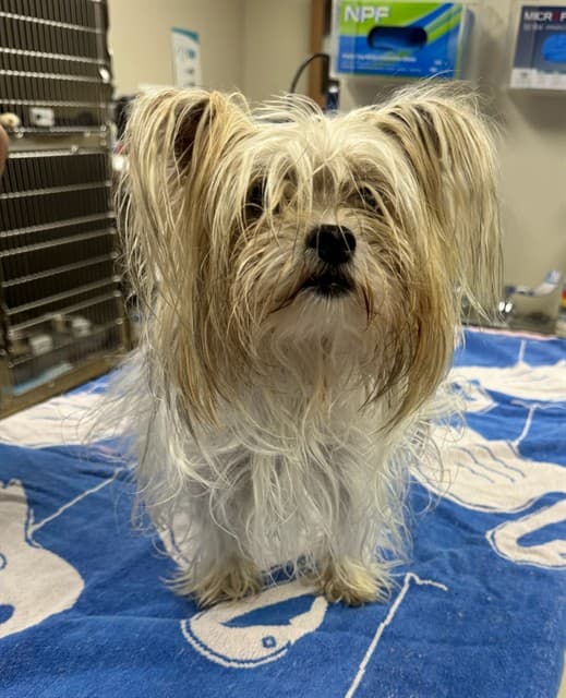 A5655508, a Yorkshire Terrier Yorkie, available for adoption