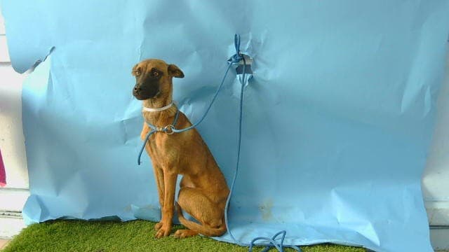 A5788989, a Belgian Shepherd Malinois, available for adoption